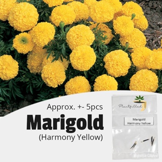 （คุณภาพสูง เมล็ด）[Plantfilled]  Harmony Yellow  Seeds - Approx 5 seeds EWU7/อินทรีย์ I2QU
