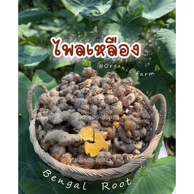 ไพลเหลือง-ไพลสด-bengal-root-1-kg-อายุไพล-2-3-ปี-น้ำมันเยอะ-ปลูกได้-ไพลเหลืองสด-ปูเลย-ว่านไพล-ว่านไฟ-ว่านไพลเหลือง