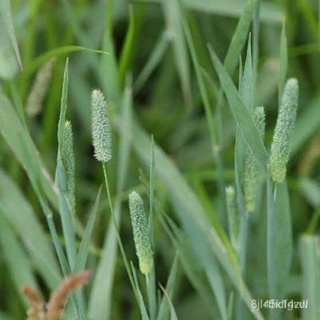 ผลิตภัณฑ์ใหม่ เมล็ดพันธุ์ 2022เมล็ดอวบอ้วน หญ้าทิมโมธี (Timothy Grass) บรรจุ 50 เมล็ด เหมาะกับสัตว์ฟันแทะเช่น ก /ขายดี 6