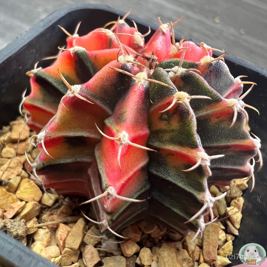 lp17-ต้นยิมโนด่าง-คัดพิเศษ-ไม้เมล็ด-gymnocalycium-แคคตัส-ง่าย-ปลูก-สวนครัว-เมล็ด-อินทรีย์-psfu