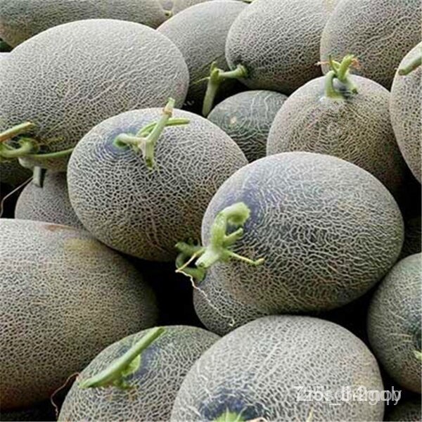 ผลิตภัณฑ์ใหม่-เมล็ดพันธุ์-จุดประเทศไทย-50pcs-hami-melon-seeds-green-sweet-fruit-vegetable-bonsai-plant-japan-c-คล-เ-igo