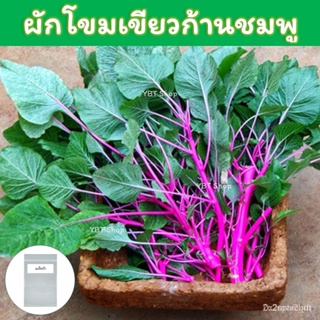 ผลิตภัณฑ์ใหม่ เมล็ดพันธุ์ จุดประเทศไทย ❤เมล็ดพันธุ์เมล็ดอวบอ้วนผักโขมเขียวก้านชมพู 500  เมล็ด (Pink Amaranth)เม /สวนครัว