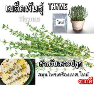 ภาพหน้าปกสินค้าเมล็ดไทม์ 100เมล็ด เมล็ดพันธุ์ THYME เมล็ดพันธุ์พืช สมุนไพรเครื่องเทศ งอกดี พร้อมส่ง ที่เกี่ยวข้อง