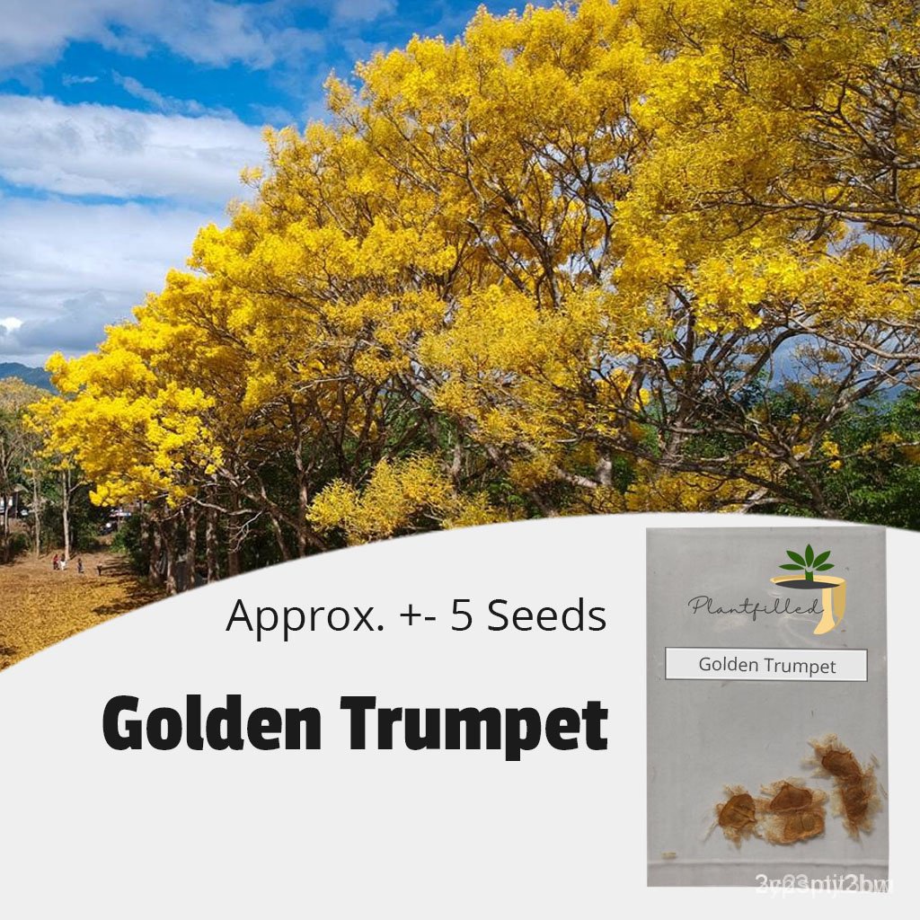 ผลิตภัณฑ์ใหม่-เมล็ดพันธุ์-จุดประเทศไทย-plantfilled-golden-trumpet-tree-seeds-for-planting-trees-approx-ขายด-k5