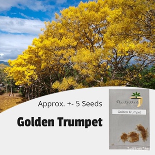 ผลิตภัณฑ์ใหม่ เมล็ดพันธุ์ จุดประเทศไทย ❤[Plantfilled] Golden Trumpet Tree Seeds for planting | Trees | Approx.  /ขายด K5