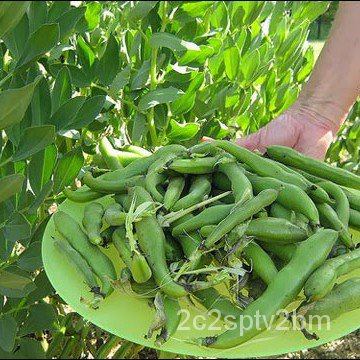 คุณภาพสูง-เมล็ด-เมล็ดพันธุ์-ถั่วปากอ้า-broad-windsor-fava-bean-seed-บรรจุ-10-เมล็ด-คุณภาพด-ง่าย-ปลูก-สวนครัว-ผักสลัด