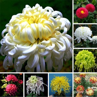 ผลิตภัณฑ์ใหม่ เมล็ดพันธุ์ 2022100ชิ้น/แพ็ค of Rare Large Chrysanthemum Seeds เมล็ด ตกแต่งสวน กระถาง ดอกเบญจมาศ ดอก/เ SR7