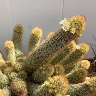 [แมมนิ้วทอง] Mammillaria Elongata [เด็ดหน่อสด]