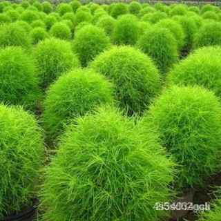 ผลิตภัณฑ์ใหม่ เมล็ดพันธุ์ 2022บอนสี 100เมล็ด เมล็ดอวบอ้วน Kochia Scoparia Seeds เมล็ดบอนสี บอนสีหายาก เมล็ดดอกไม้ /เมล็