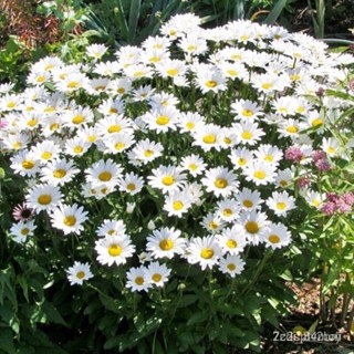 ผลิตภัณฑ์ใหม่ เมล็ดพันธุ์ 2022เมล็ดอวบอ้วน ดอกเดซี่ สีขาว (Silver Princess Shasta Daisy Seed) บรรจุ 50 เมล็ด คุ /ขายดี G