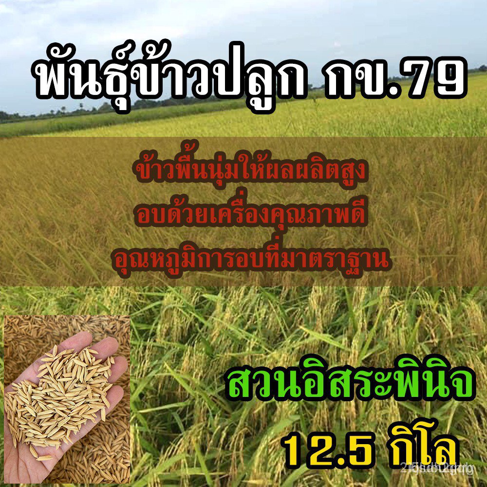 ผลิตภัณฑ์ใหม่-เมล็ดพันธุ์-เมล็ดพันธุ์คุณภาพสูงในสต็อกในประเทศไทยrice-seed-ข้าวปลูก-กข79-เมล็ดอวบอ้วน-พันธุ์ข้าว-คล-ขา-n6