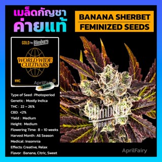 เมล็ดพันธุ์กัญชา Banana Sherbet โฟโต้ เพศเมีย เมล็ดกัญชานอก THC สูง เมล็ดค่าย Blimburn seeds รับประกัน แท้100% แบ่งขาย