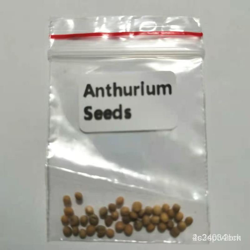 ผลิตภัณฑ์ใหม่-เมล็ดพันธุ์-20pcs-anthurium-seeds-perennial-evergreen-herb-bonsai-plants-seeds-sh6-fqb9-ผักสลัด็ด-ขายดี-l