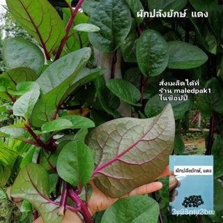 ผลิตภัณฑ์ใหม่ เมล็ดพันธุ์ ผักปลังญี่ปุ่น  ยักษ์ สีแดง เมล็ดพันธุ์ ผักปลังยักษ์ ซองละ20เมล็ด CRl1 คละ สวนครัว/ผักสลัด็ด 0