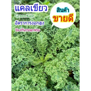 ผลิตภัณฑ์ใหม่ เมล็ดพันธุ์ จุดประเทศไทย ❤เมล็ดพันธุ์เมล็ดผักสวนครัว Kale คะน้าใบหยิก 80-100 เมล็ด เมล็ดอวบอ้วนพื /ดอก 9MS
