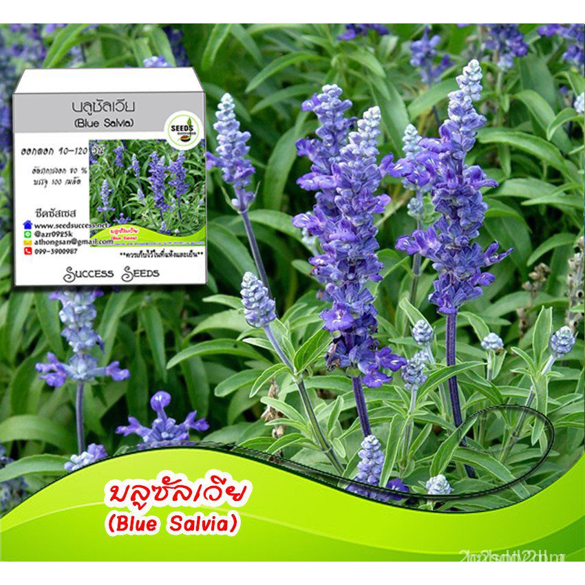 อินทรีย์-ใหม่-สายพันธุ์-เมล็ดพันธุ์ดอกบลูซัลเวีย-blue-salvia-100-เมล็ด-ดอกไม้สีน้ำเงินม่วง-ปลูกได้ตลอดปี-ทนแดด-สวนครัว
