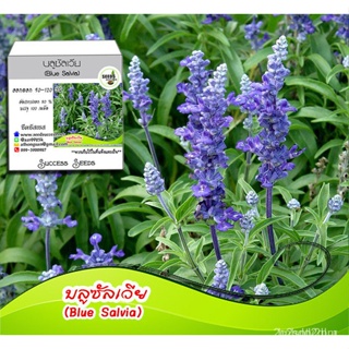 อินทรีย์ ใหม่ สายพันธุ์ เมล็ดพันธุ์ดอกบลูซัลเวีย (Blue Salvia) 100 เมล็ด ดอกไม้สีน้ำเงินม่วง ปลูกได้ตลอดปี ทนแดด/สวนครัว
