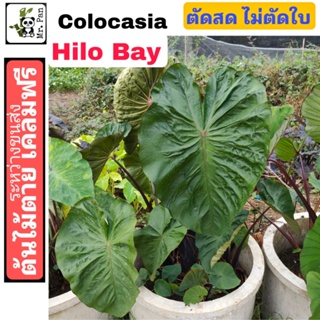 Colocasia Hilo Bay ตัดสดพร้อมใบ คาโลคาเซีย ฮิโลเบย์