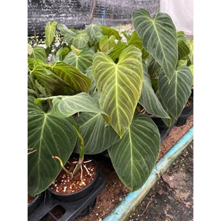 Philodendron(splendid)ไม้ยอด‼️ต้นใหญ่🔥ราคาถูก🔥