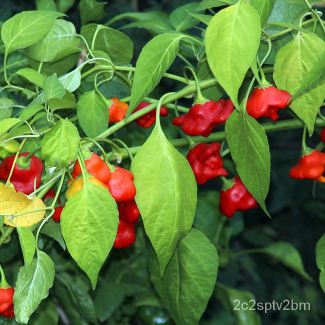 คุณภาพสูง-เมล็ด-เมล็ดพันธุ์-พริกมัสรูมเรด-mushroom-red-pepper-seed-บรรจุ-20-เมล็ด-คุณภาพดี-ราคาถู-ง่าย-ปลูก-ส-ขายด-hc