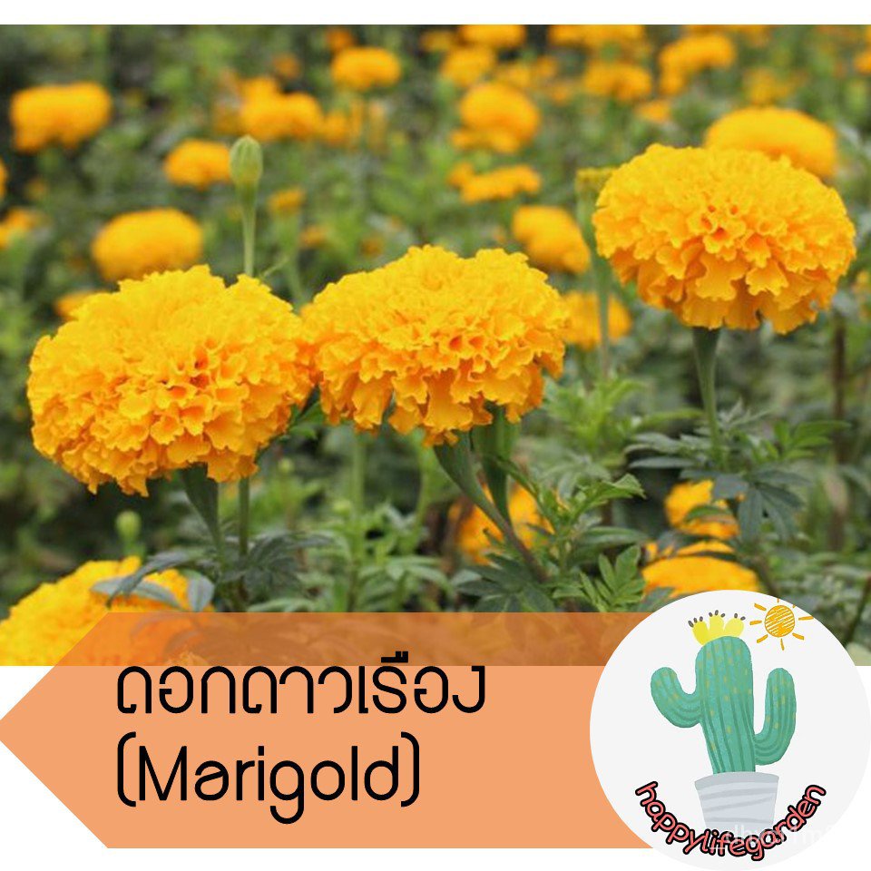 โรงงานขายส่ง-เมล็ดพันธุ์-ดอกดาวเรือง-เมล็ดดาวเรือง-marigold-55เมล็ด-อินทรีย์-rkcd