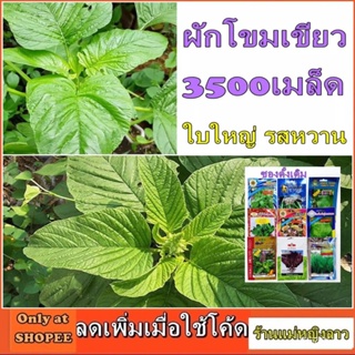 ผลิตภัณฑ์ใหม่ เมล็ดพันธุ์ เมล็ดพันธุ์คุณภาพสูงในสต็อกในประเทศไทย พร้อมส่ง ะให้ความสนใจของคุณผักโขม เขียว 3500 เ /ดอก AYL