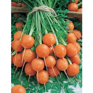 ผลิตภัณฑ์ใหม่ เมล็ดพันธุ์ เมล็ดพันธุ์แครอทกลมส้ม Carrot Parisian แครอทปาริเชียน พร้อมคำแนะนำการเพาะเมล็ด เมล็ดพ คล/ขา O4