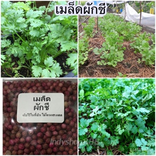 เมล็ดผักชีไทยคัดพิเศษ 5 กรัม (ซื้อ 10 แถม 1 คละได้/อินทรีย์ ผัก ปลูก สวนครัว คละ/อินทรีย์ NE4J