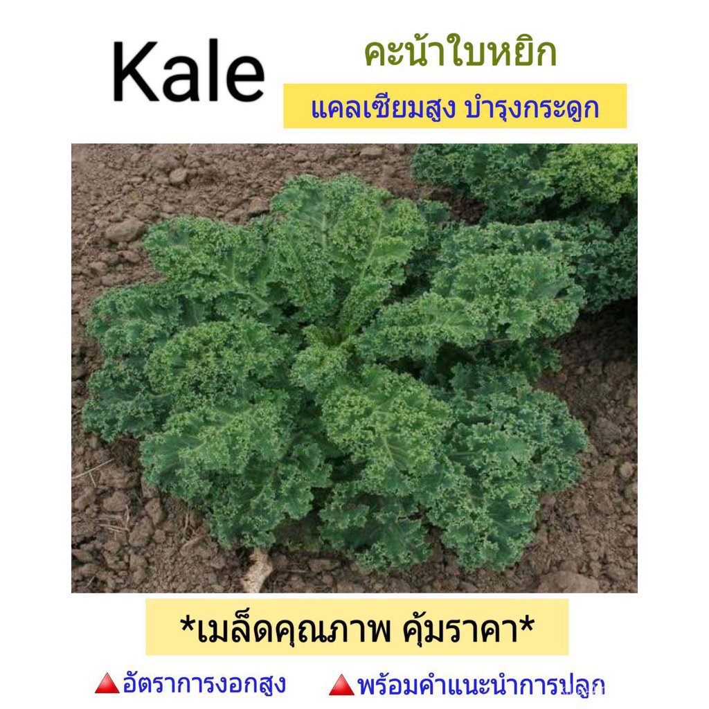 ผลิตภัณฑ์ใหม่-เมล็ดพันธุ์-เมล็ดพันธุ์คุณภาพสูงในสต็อกในประเทศไทย-พร้อมส่ง-ะให้ความสนใจของคุณเมล็ดอวบอ้วน-kale-ค-ดอก-pl2
