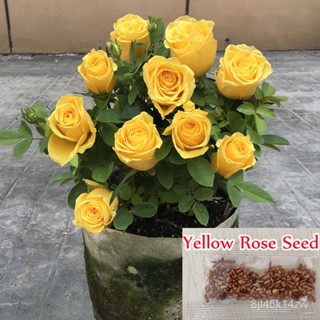 （คุณภาพสูง เมล็ด）เมล็ดดอกไม้กุหลาบสีเหลือง Yellow Rose Seed พันธุ์ไม้ดอก ต้นไม้มงคล
ต้นไม้ฟอก/ง่าย ปลูก สวนครัว /ขายด MY