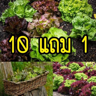 สินค้า 🌱เมล็ดผักสลัด ผักต่างประเทศ (ซื้อ10แถม1 คละได้)🌱