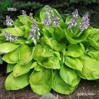 ผลิตภัณฑ์ใหม่ เมล็ดพันธุ์ 2022Purple Hosta Seeds Grass Seeds Very Beautiful Garden Plants Decorative DIY 20 PCS /ขายดี R