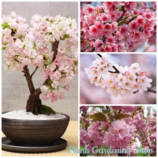 （คุณภาพสูง เมล็ด）เมล็ดพันธุ์ เมล็ดซากุระญี่ปุ่น Pink Japanese Sakura Seeds flower seeds 30 เม/ง่าย ปลูก สวนครัว /ขายดี 0