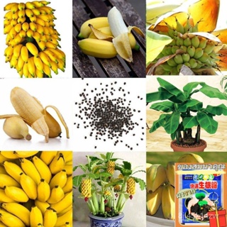 （คุณภาพสูง เมล็ด）ไทยพร้อมสต็อก กล้วยแคระ เมล็ดพันธุ์ บรรจุ 50 เมล็ด Dwarf Banana Seeds Mini B/ขายดี ผัก ปลูก /ขายดี VHNC