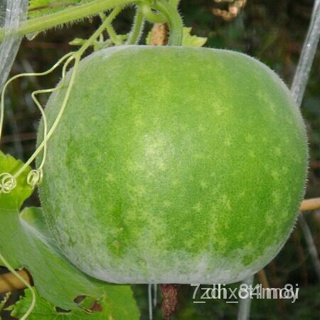 ผลิตภัณฑ์ใหม่ เมล็ดพันธุ์ 2022เมล็ดพันธุ์ ฟักแฟง ผลกลม ฟักหอมกลม WAX GOURD  150 เมล็ด  [10 แถม 1 คละได้] Y4DB คละ /เ 0BX