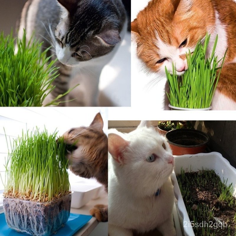 คุณภาพสูง-เมล็ด-50เมล็ด-เมล็ด-หญ้าแมว-cat-grass-seeds-ต้นไม้มงคล-ต้นไม้ฟอกอากาศ-ของตกแต่งสวน-ง่าย-ปลูก-สวนครัว-สวนครัว