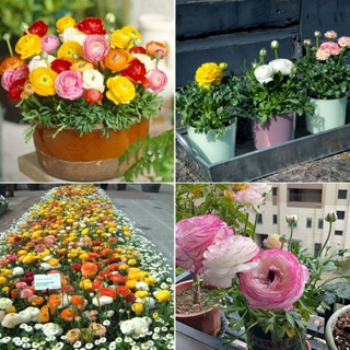 Ranunculus ball เมล็ดดอกโบตั๋นในร่มและกลางแจ้ง กระถางต้นไม้ ให้อาหารแก่กล้าไม้