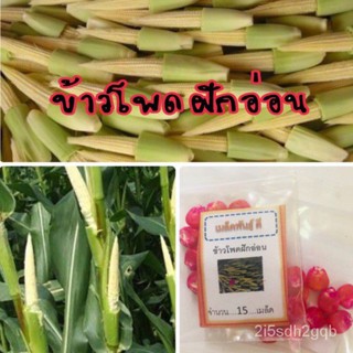 （คุณภาพสูง เมล็ด）เมล็ดพันธุ์ ข้าวโพดอ่อนกินฟัก ข้าวโพดอ่อน Baby Corn ข้าวโพดฟักอ่อน ข้าวโพด  (ซื้อ 1/ง่าย ปลูก ส/สวนครัว