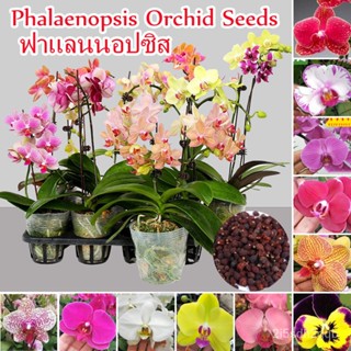 （คุณภาพสูง เมล็ด）50เมล็ด ฟาแลนนอปซิส Rare Phalaenopsis Orchid Seeds Flowers Seeds เมล็ดดอกไม้/ง่าย ปลูก สวนครัว /สวนครัว