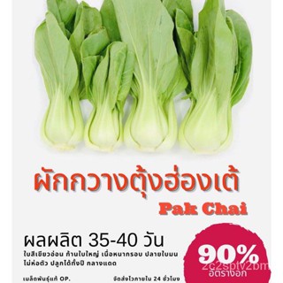 （คุณภาพสูง เมล็ด）เมล็ดพันธุ์ ผักกวางตุ้งฮ่องเต้ 1500 เมล็ด ผักกาดฮ่องเต้ Chinese Cabbage ผักกวางตุ้ง/ง่าย ปลูก ส/สวนครัว