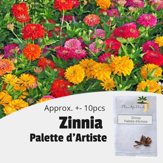 ผลิตภัณฑ์ใหม่ เมล็ดพันธุ์ จุดประเทศไทย ❤[Plantfilled] Zinnia Palette dArtiste Garden Flower Seeds - 10 seedsเม /ขายด 2E