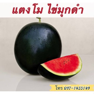 ผลิตภัณฑ์ใหม่ เมล็ดพันธุ์ สปอตสินค้า❤เมล็ดแตงโมไข่มุกดำ40-60เมล็ด เมล็ดอวบอ้วนแท้ นำเข้าจากต่างประเทศ ถูกดีเมล็ด/สวนครัว