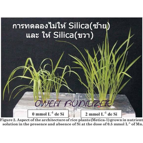 silica-ซิลิก้า-เสริมแกร่ง-เพิ่มผลผลิต-พืชทนร้อน-ทนน้ำค้าง-เชื้อราเจาะไม่เข้า-แมลงฟันหัก-ลำต้นหนา-กิ่งใหญ่-เป็น-ph-up