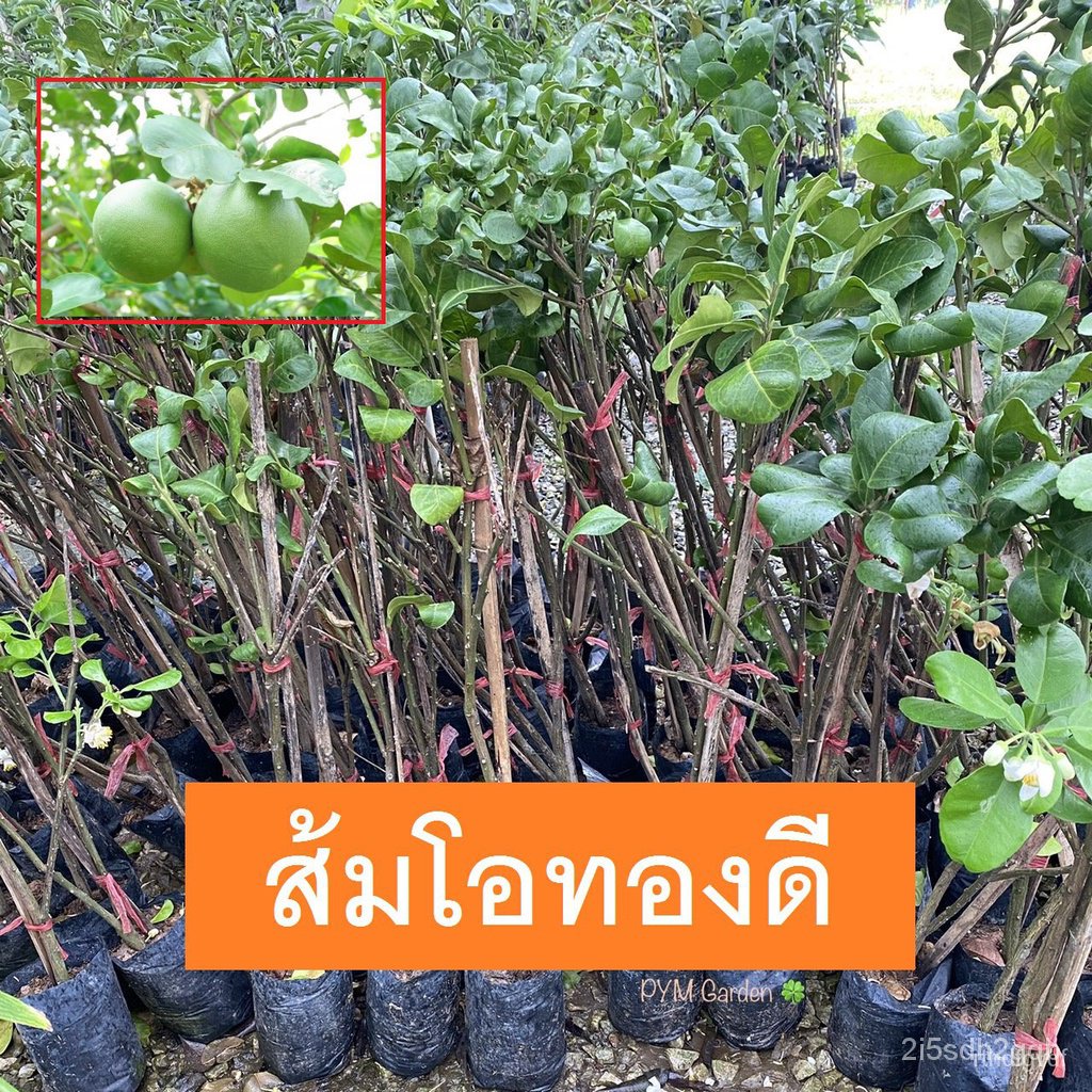 ผลิตภัณฑ์ใหม่-เมล็ดพันธุ์-สปอตสินค้า-ต้นส้มโอ-พันธุ์ส้มโอทองดี-กิ่งตอน-พร้อมส่ง-ขายราคาถูก-ยินดีรับประกันสินค้-คล-ขา-b1