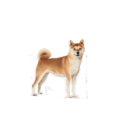 royal-canin-shiba-inu-adult-dry-dog-food-รอยัลคานิน-ชิบะ-อาหารสุนัขพันธุ์ชิบะ-อาหารสุนัข-ชิบะ-4-kg