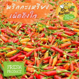 🌶️พริกกะเหรี่ยง 500 กรัม(ครึ่งกิโล)"พริกขนาดเล็กเผ็ดถึงใจ"ไร้สารเคมี อินทรีย์ล้วนๆ กลิ่นหอมฉุนที่ไม่เหมือนพริกทั่วไป