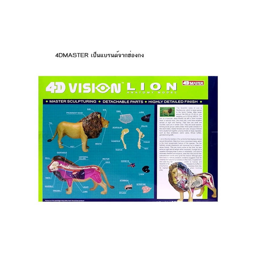 4d-master-สัตว์ประกอบโมเดลสิงโตอวัยวะภายในของเล่นประกอบโครงสร้างกายวิภาค