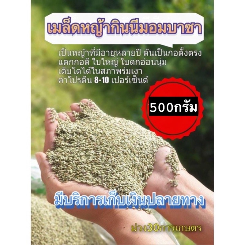 กินนี-กินนี่มอมบาซ่า-พร้อมปลูก-เมล็ดกินนี่มอมบาซา-500-กรัม