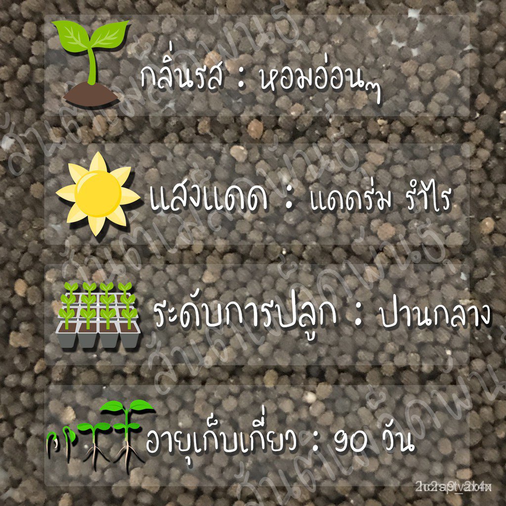 อินทรีย์-ใหม่-สายพันธุ์-เมล็ดพันธุ์คุณภาพสูงในสต็อกในประเทศไทยเมล็ดอวบอ้วน-ดอกลิ้นมังกร-สแนปดราก้อน-1000-เมล็ด-s-ขายดี-c