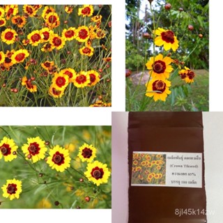 （คุณภาพสูง เมล็ด）เมล็ดพันธุ์ ดอกตาเสือ (Coreopsis Flower) บรรจุ 100 เมล็ด/ง่าย ปลูก สวนครัว เมล็ด/ขายดี YN9L